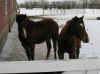 horse10.jpg (26985 bytes)