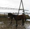 horse5.jpg (33961 bytes)