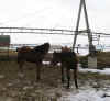 horse6.jpg (35504 bytes)